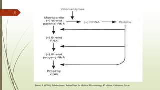 8
Baron, S. (1996). Rabdoviruses: RabiesVirus .In Medical Microbiology, 4th edition. Galveston, Texas.
 