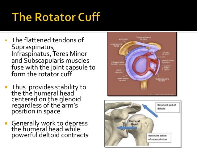 Seminar rotator cuff