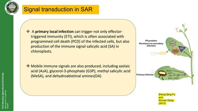 Seminar - SAR & ISR , it's significance in plant disease management | PPTX
