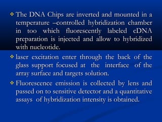  The DNA Chips are inverted and mounted in aThe DNA Chips are inverted and mounted in a
temperature –controlled hybridization chambertemperature –controlled hybridization chamber
in too which fluorescently labeled cDNAin too which fluorescently labeled cDNA
preparation is injected and allow to hybridizedpreparation is injected and allow to hybridized
with nucleotide.with nucleotide.
 laser excitation enter through the back of thelaser excitation enter through the back of the
glass support focused at the interface of theglass support focused at the interface of the
array surface and targets solution.array surface and targets solution.
 Fluorescence emission is collected by lens andFluorescence emission is collected by lens and
passed on to sensitive detector and a quantitativepassed on to sensitive detector and a quantitative
assays of hybridization intensity is obtained.assays of hybridization intensity is obtained.
 