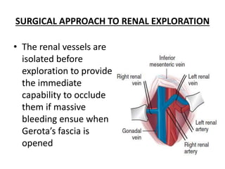 SURGICAL APPROACH TO RENAL EXPLORATION
• The renal vessels are
isolated before
exploration to provide
the immediate
capability to occlude
them if massive
bleeding ensue when
Gerota’s fascia is
opened
 