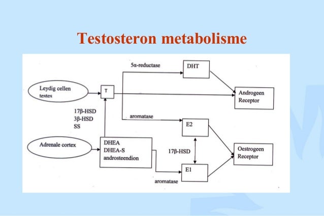 Seminar 04-03-2009 - veroudering, testosteron en fracturen bij mannen