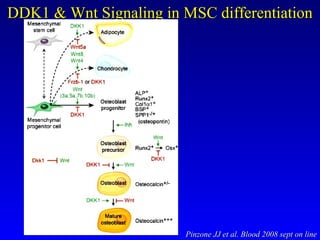 Wnetdt2 Seminar 08-10-2008 - wnt signaling system | PPT