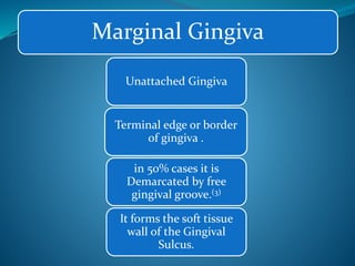 Marginal Gingiva
Unattached Gingiva
Terminal edge or border
of gingiva .
in 50% cases it is
Demarcated by free
gingival groove.(3)
It forms the soft tissue
wall of the Gingival
Sulcus.
 