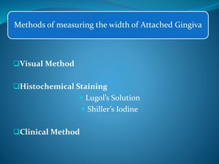 Methods of measuring the width of Attached Gingiva
Visual Method
Histochemical Staining
 Lugol’s Solution
 Shiller’s Iodine
Clinical Method
 