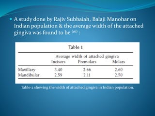  A study done by Rajiv Subbaiah, Balaji Manohar on
Indian population & the average width of the attached
gingiva was found to be (16) :
Table-2 showing the width of attached gingiva in Indian population.
 