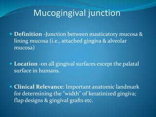 Mucogingival junction
 Definition -Junction between masticatory mucosa &
lining mucosa (i.e., attached gingiva & alveolar
mucosa)
 Location -on all gingival surfaces except the palatal
surface in humans.
 Clinical Relevance: Important anatomic landmark
for determining the "width" of keratinized gingiva;
flap designs & gingival grafts etc.
 