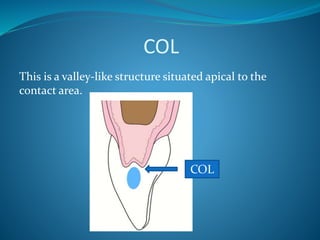 COL
This is a valley-like structure situated apical to the
contact area.
COL
 