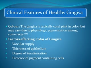 Clinical Features of Healthy Gingiva
 Colour: The gingiva is typically coral pink in color, but
may vary due to physiologic pigmentation among
some races.(18)
 Factors affecting Color of Gingiva
 Vascular supply
 Thickness of epithelium
 Degree of keratinization
 Presence of pigment containing cells
 