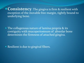 Consistency: The gingiva is firm & resilient with
exception of the movable free margin, tightly bound to
underlying bone.
 The collagenous nature of lamina propria & its
contiguity with mucoperiosteum of alveolar bone
determines the firmness of attached gingiva.
 Resilient is due to gingival fibers.
 