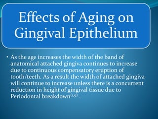 Effects of Aging on
Gingival Epithelium
• As the age increases the width of the band of
anatomical attached gingiva continues to increase
due to continuous compensatory eruption of
tooth/teeth. As a result the width of attached gingiva
will continue to increase unless there is a concurrent
reduction in height of gingival tissue due to
Periodontal breakdown(1,9) .
 