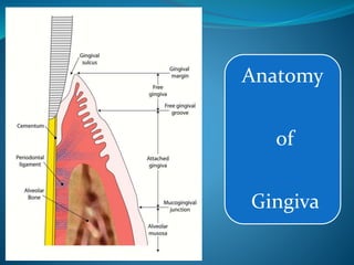 Anatomy
of
Gingiva
 