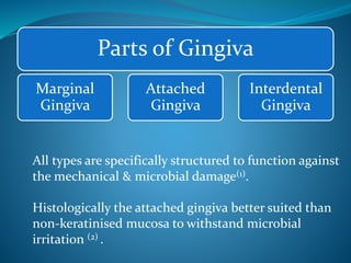 Parts of Gingiva
Marginal
Gingiva
Attached
Gingiva
Interdental
Gingiva
All types are specifically structured to function against
the mechanical & microbial damage(1).
Histologically the attached gingiva better suited than
non-keratinised mucosa to withstand microbial
irritation (2) .
 
