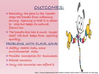  Basically, the gene in the tomato
stops the tomato from softening
during ripening so that it is easier
to ship but keeps its natural
flavors too.
 The tomato also has a much longer
shelf life and keeps from spoiling
quickly.
PROBLEMS WITH FLAVR SAVR:
 Safety- health risks, some
environmental risks
 Possible monopolies for businesses
 Ethical concerns
 Only rich countries can afford it
http://www.jurassicworld.com/media/creation-lab/mrdna/1-extraction-mr-dna.png
 