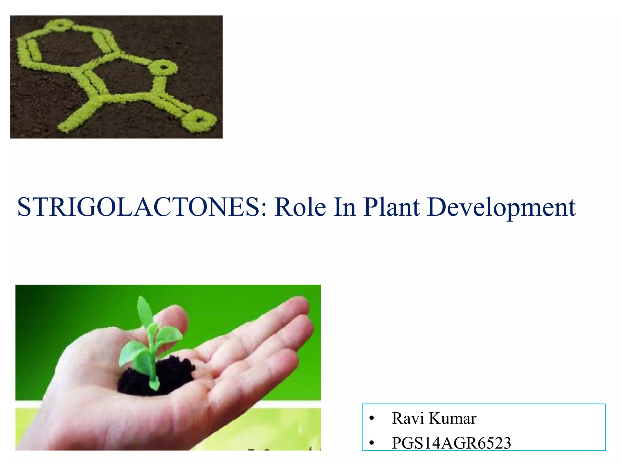 STRIGOLACTONES: Role In Plant Development | PDF