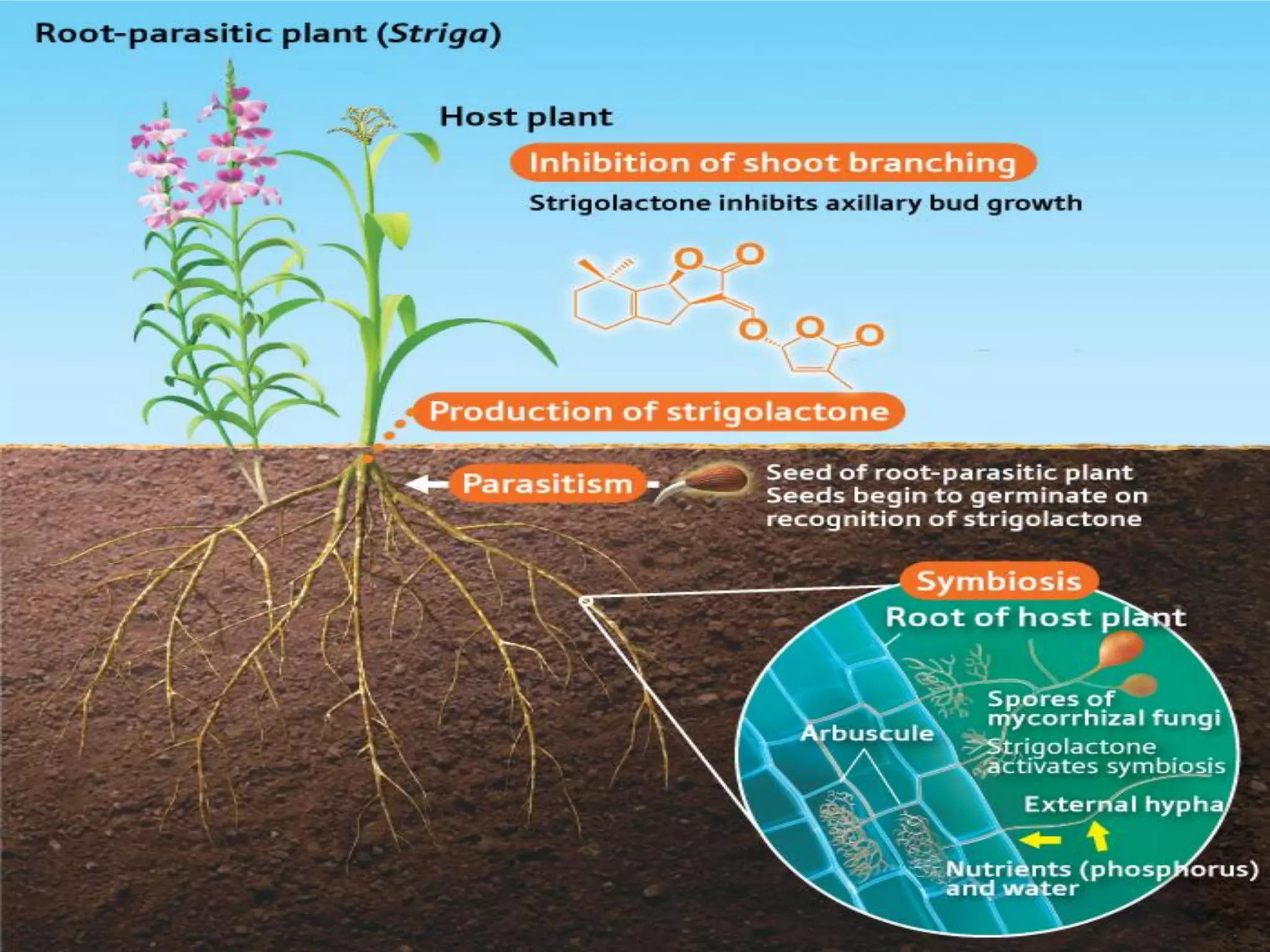 STRIGOLACTONES: Role In Plant Development | PDF