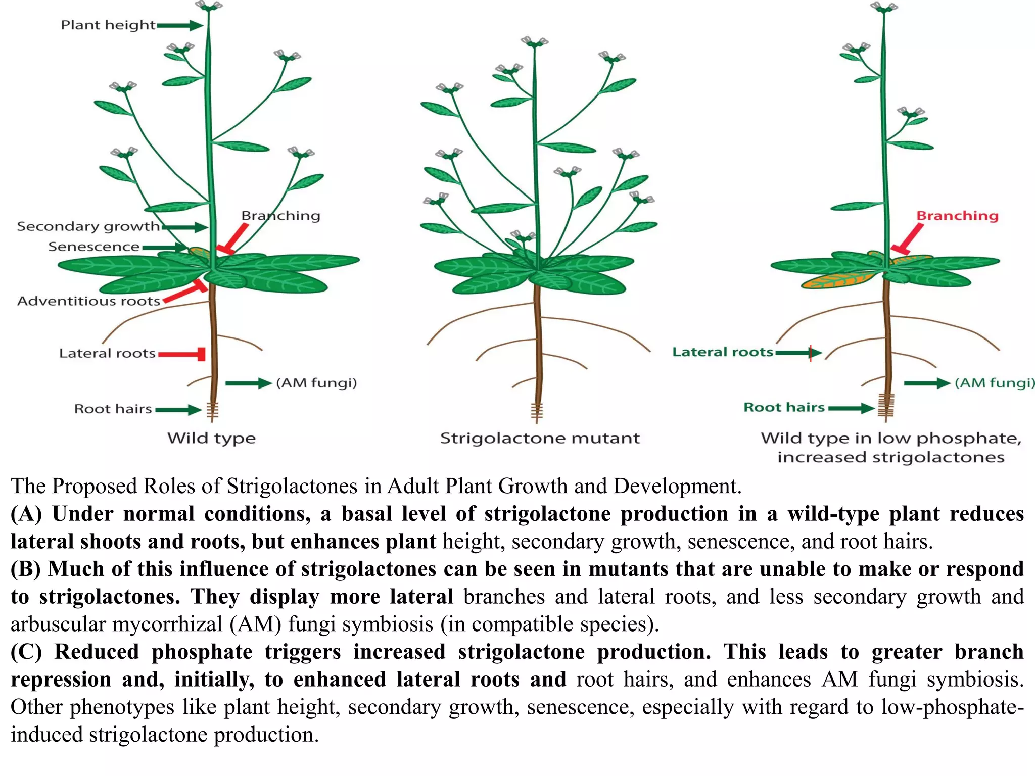 STRIGOLACTONES: Role In Plant Development | PDF