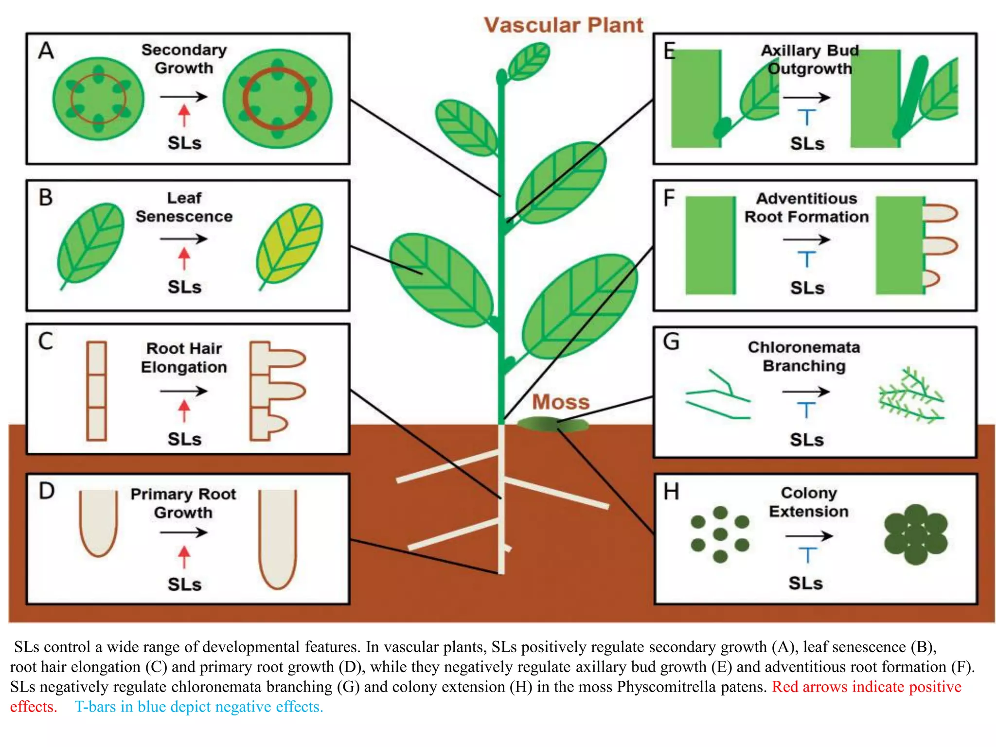 STRIGOLACTONES: Role In Plant Development | PDF