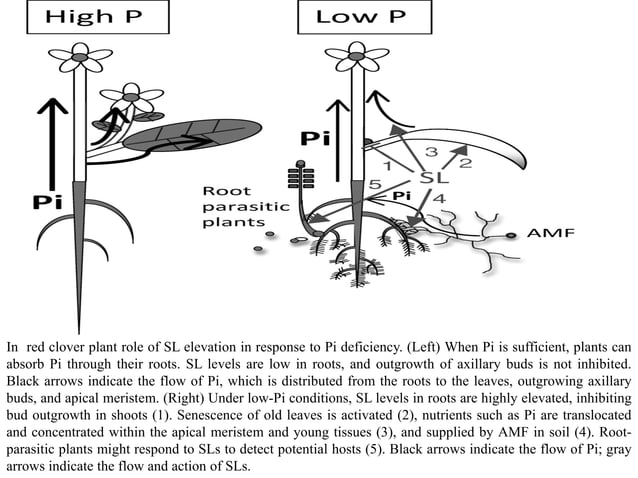 STRIGOLACTONES: Role In Plant Development | PDF