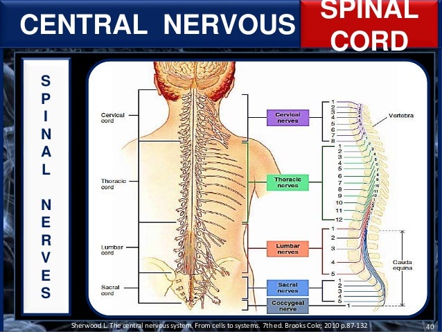 Nervous system and mechanism of pain sensation
