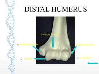 DISTAL HUMERUS
 Coronoid Fossa
 Trochlea
 Medial Epicondyle  Lateral Epicondyle
 Capitellum
 