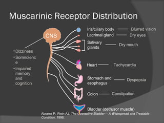 Abrams P, Wein AJ. The Overactive Bladder— A Widespread and Treatable
Condition. 1998.
Muscarinic Receptor Distribution
Bladder (detrusor muscle)
Salivary
glands
Dry mouth
Colon Constipation
Heart
Stomach and
esophagus
Dyspepsia
Iris/ciliary body
Lacrimal gland
Blurred vision
Dry eyes
Tachycardia
• Dizziness
• Somnolenc
e
• Impaired
memory
and
cognition
CNS
 