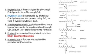 1. Phytanic acid is first catalyzed by phytanoyl-
CoA ligase to form Phytanoyl-CoA
2. Phytanoyl-CoA is hydrolyzed by phytanoyl-
CoA hydroxylase, in a process using Fe2+, to
yield 2-hydroxyphytanoyl-CoA.
3. 2-hydroxyphytanoyl-CoA is cleaved by a lyase
type of enzyme to form pristanal and formyl-
CoA (in turn later broken down into formate)
4. Pristanal is converted into pristanic acid in a
NAD+ dependent reaction
5. Pristanic acid is further metabolised by
peroxisomal 𝛽-oxidation.
 