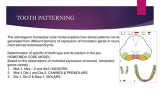Development of Periodontium (Basics of Periodontology) | PPTX