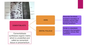 Development of Periodontium (Basics of Periodontology) | PPTX