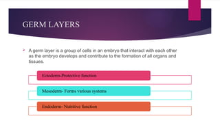 Development of Periodontium (Basics of Periodontology) | PPTX
