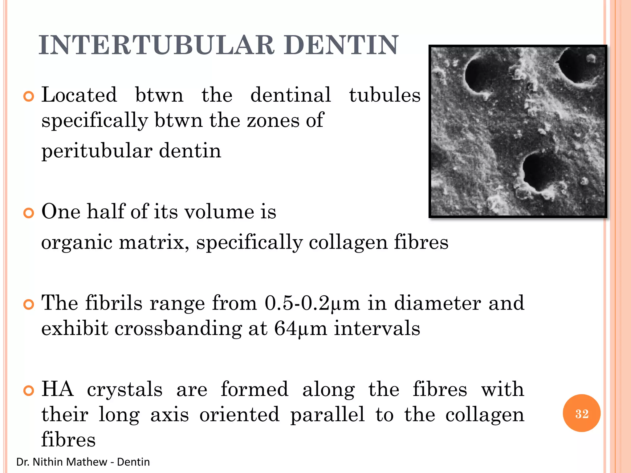 Dentin | PDF