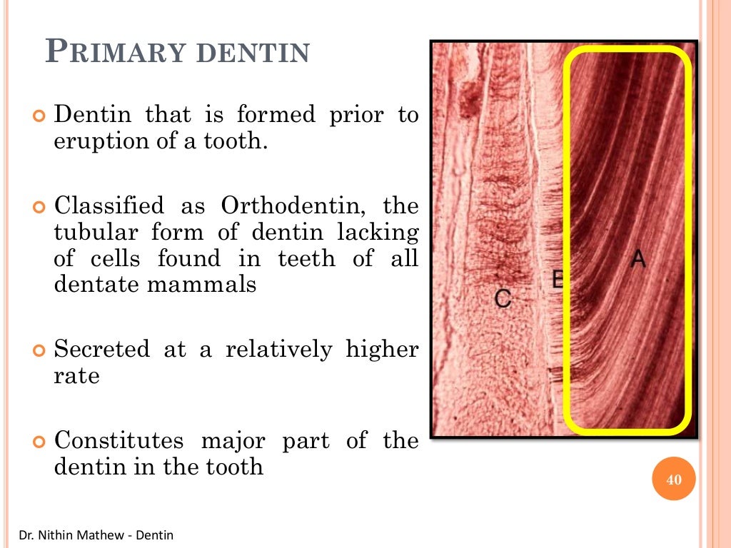 Dentin