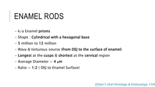 Enamel Rods and its implications | PPT