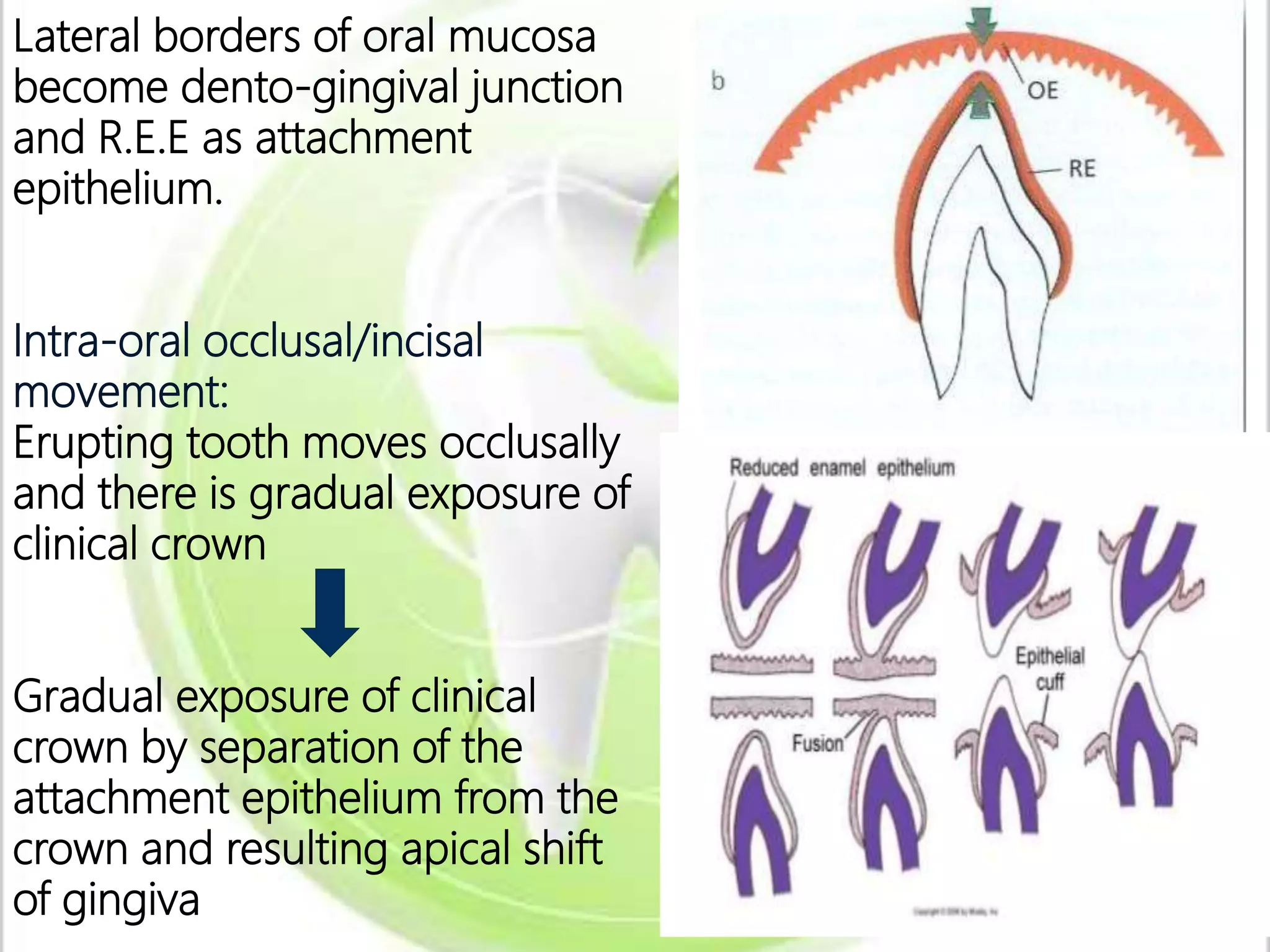 ERUPTION AND SHEDDING | PPTX