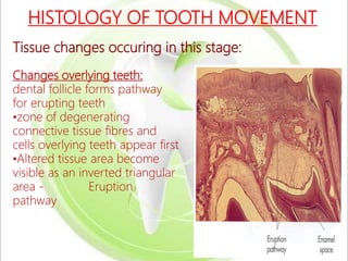 Tooth Being Inverted ERUPTION AND SHEDDING | PPTX