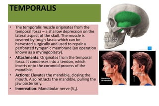 Temporal Muscle Function orofacial muscles.pptx