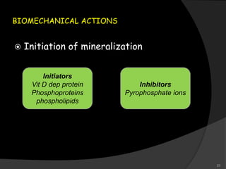 BIOMECHANICAL ACTIONS
 Initiation of mineralization
Initiators
Vit D dep protein
Phosphoproteins
phospholipids
Inhibitors
Pyrophosphate ions
23
 