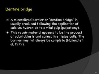 Dentine bridge
 A mineralized barrier or 'dentine bridge' is
usually produced following the application of
calcium hydroxide to a vital pulp (pulpotomy).
 This repair material appears to be the product
of odontoblasts and connective tissue cells. The
barrier may not always be complete (Holland et
al. 1979).
26
 