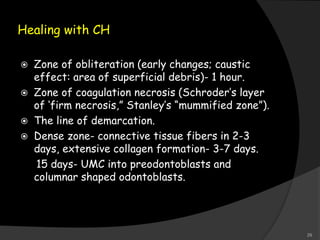 Healing with CH
 Zone of obliteration (early changes; caustic
effect: area of superficial debris)- 1 hour.
 Zone of coagulation necrosis (Schroder’s layer
of ‘firm necrosis,” Stanley’s “mummified zone”).
 The line of demarcation.
 Dense zone- connective tissue fibers in 2-3
days, extensive collagen formation- 3-7 days.
15 days- UMC into preodontoblasts and
columnar shaped odontoblasts.
29
 