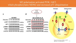 M2 polarization activated PI3K /AKT,
which phosphorylates MDM2 and increased p53 ubiquitination
10
PI3k
inhibitor
Journal of Cell Science 2003 116: 4077-
4085; doi: 10.1242/jcs.00739
 