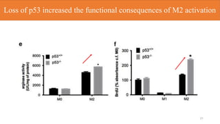 21
Loss of p53 increased the functional consequences of M2 activation
 