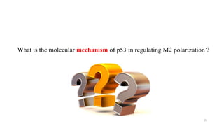 What is the molecular mechanism of p53 in regulating M2 polarization ?
25
 