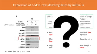 Expression of c-MYC was downregulated by nutlin-3a
27
c-MYC Inhibitor
• Previous studies have shown an association between p53
activation and downregulation of c-myc expression
• Chromatin immunoprecipitation assays indicate that p53 is
bound to the c-myc promoter in vivo.
• Suggest that p53 represses c-myc transcription through a
mechanism that involves histone deacetylation
M2 marker gene: c-MYC,IRF4,FIZZ1
 
