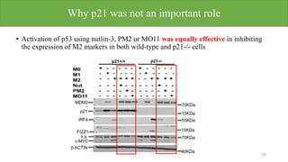 Why p21 was not an important role
• Activation of p53 using nutlin-3, PM2 or MO11 was equally effective in inhibiting
the expression of M2 markers in both wild-type and p21-/- cells
53
 
