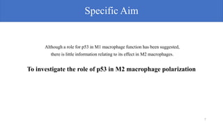 Specific Aim
Although a role for p53 in M1 macrophage function has been suggested,
there is little information relating to its effect in M2 macrophages.
7
To investigate the role of p53 in M2 macrophage polarization
 