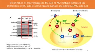 Polarization of macrophages to the M1 or M2 subtype increased the
expression of p53 and its downstream markers including MDM2 and p21
9
M1 polarization inducer : LPS/IFN-γ
M2 polarization inducer : IL-4/IL-13
Nutlin-3a , which inhibits the p53-MDM2 interaction
Journal of Cell Science 2003 116: 4077-4085; doi: 10.1242/jcs.00739
 
