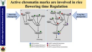 "Non-coding RNA mediated epigenetic regulation of agronomic traits in ...