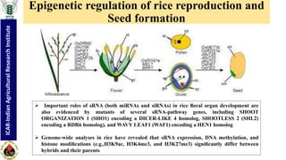 "Non-coding RNA mediated epigenetic regulation of agronomic traits in ...