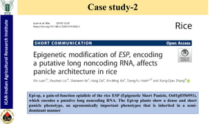 "Non-coding RNA mediated epigenetic regulation of agronomic traits in ...