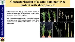 "Non-coding RNA mediated epigenetic regulation of agronomic traits in ...